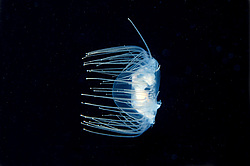  ������ ���������, ���������� ��������, ��������� ��� ����������� (gonionemus vertens)