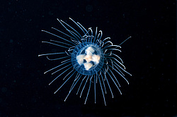  ������ ���������, ���������� ��������, ��������� ��� ����������� (gonionemus vertens)