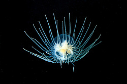  ������ ���������, ���������� ��������, ��������� ��� ����������� (gonionemus vertens)