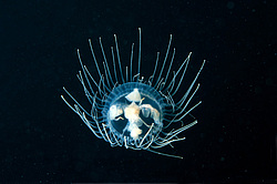  ������ ���������, ���������� ��������, ��������� ��� ����������� (gonionemus vertens)