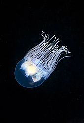  ������ ���������, ���������� ��������, ��������� ��� ����������� (gonionemus vertens)