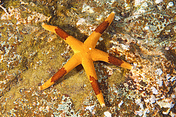 ������� ������ �������� (��������) ������ (henricia aspera robusta) 