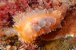 ������������ ������� ������ �������� (Dirona pellucida)