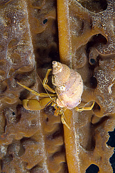 ��� ��������� ����������� (Pagurus Middendorffii)