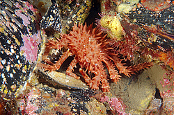 ������� ����������� ����, ���������� ���� (Paralithodes camtschaticus)