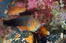 ���������� �������� (Bathymaster derjugini, Lindberg)