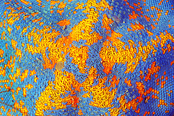 ������� ������ ������� ����������� (patiria pectinifera)