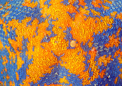 ������� ������ ������� ����������� (patiria pectinifera)