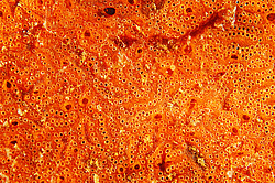 ������� ������� ������������ ���������� (Bortulloides violaceus)