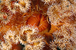 ������� ������� ��������� ���������� (metridium senile)