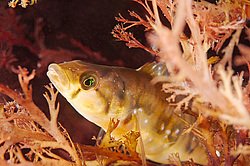 ������ ������������ (Pholis nebulosus)