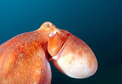 �������� ��������, �������� ����������, ������������� (Enteroctopus dofleini)