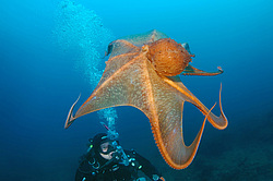 �������� ��������, �������� ����������, ������������� (Enteroctopus dofleini)