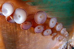 �������� ��������, �������� ����������, ������������� (Enteroctopus dofleini)