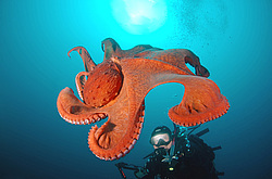 �������� ��������, �������� ����������, ������������� (Enteroctopus dofleini)