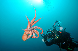 �������� ��������, �������� ����������, ������������� (Enteroctopus dofleini)