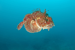 ��������� �������, ������� �����, ������������� ��������� (Hemitripterus villosus)