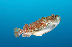 ��������� �������, ������� �����, ������������� ��������� (Hemitripterus 