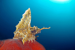 �������� ��������, ������� ������� (agonomalus proboseidalis)