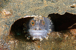 �������� �������������� ���� ������ (Chirolophis japonicus)