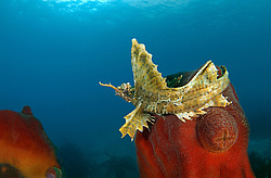 �������� ��������, ������� ������� (agonomalus proboseidalis)