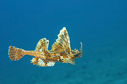 �������� ��������, ������� ������� (agonomalus proboseidalis)