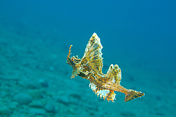 �������� ��������, ������� ������� (agonomalus proboseidalis)