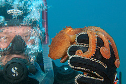 �������� ��������, �������� ����������, ������������� (Enteroctopus dofleini)