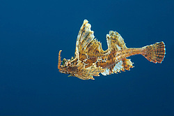 �������� ��������, ������� ������� (agonomalus proboseidalis)