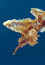 �������� ��������, ������� ������� (agonomalus proboseidalis)