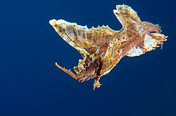 �������� ��������, ������� ������� (agonomalus proboseidalis)