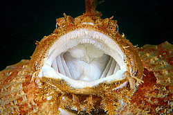 ��������� �������, ������� �����, ������������� ��������� (Hemitripterus villosus)