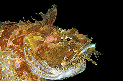 ��������� �������, ������� �����, ������������� ��������� (Hemitripterus 