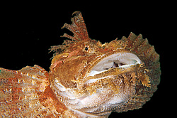 ��������� �������, ������� �����, ������������� ��������� (Hemitripterus 