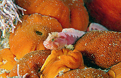 ������� ������������ ������� (Alectrias alectrolophus benjamini, Jordan 