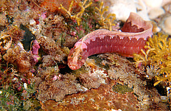 ������� ������������ ������� (Alectrias alectrolophus benjamini, Jordan et Snyder )