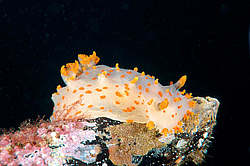 ������������ ������� ������ �������� (triopha pasifica) 