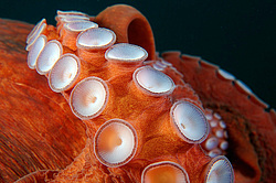 �������� ��������, �������� ����������, ������������� (Enteroctopus dofleini)