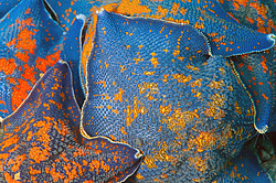 ������� ������ ������� ����������� (patiria pectinifera)