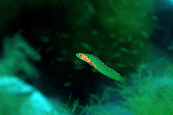 ���������� ��������� (opisthocentrus ocellatus)