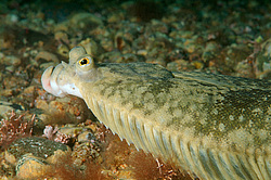 ��������������� ������� (Pleuronectes japonicus) ������� ������, ���������� ����, �������� ���� 