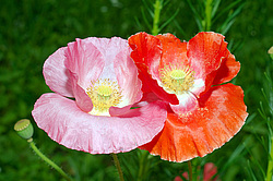 ������������ ���� (Papaver somniferum)
