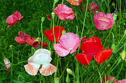 ������������ ���� (Papaver somniferum)