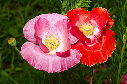 ������������ ���� (Papaver somniferum)