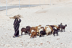 ������� �������� ����� �� ������ �������� �������� � ��������� ����� ���, ������, ������