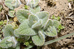 ������� (Rumex sp.) ������, �������