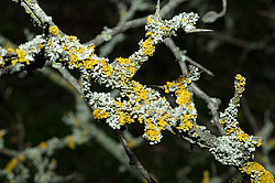 �������� (Lichenes) ������, �������