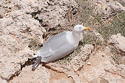 ����� ���������� �������, ���������� ���������, ����