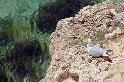 ����� ���������� �������, ���������� ���������, ����