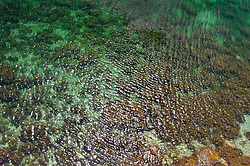 ���� �� ���� ��� �����������, ������ ���� ����, ���������� ���������